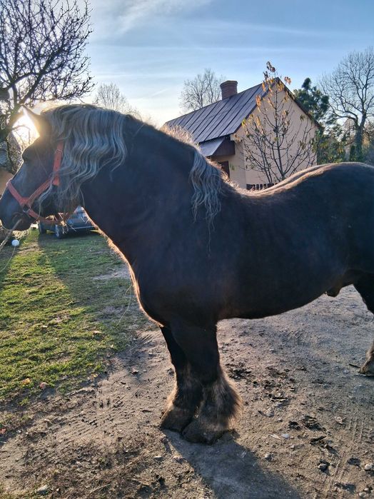 Sprzedam ogiera Bazalt