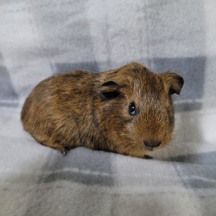 Świnka morska gładkowłosa samiec