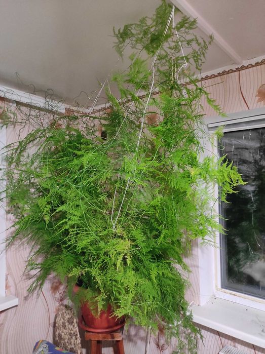 Продам вазон "заячий холодок"