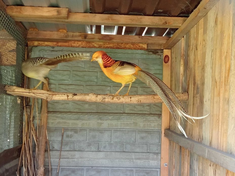 Bażanty złote bananowe srebrne