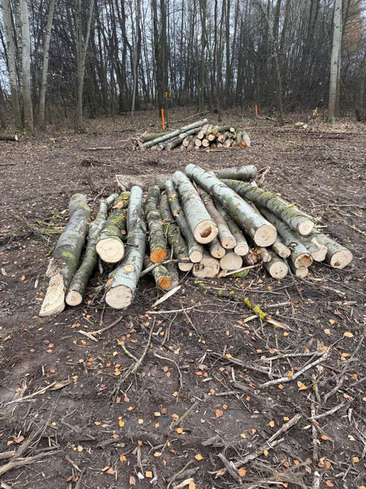 Świeże drewno, cięte na długość 2,5m około 60m3, odbiór osobisty