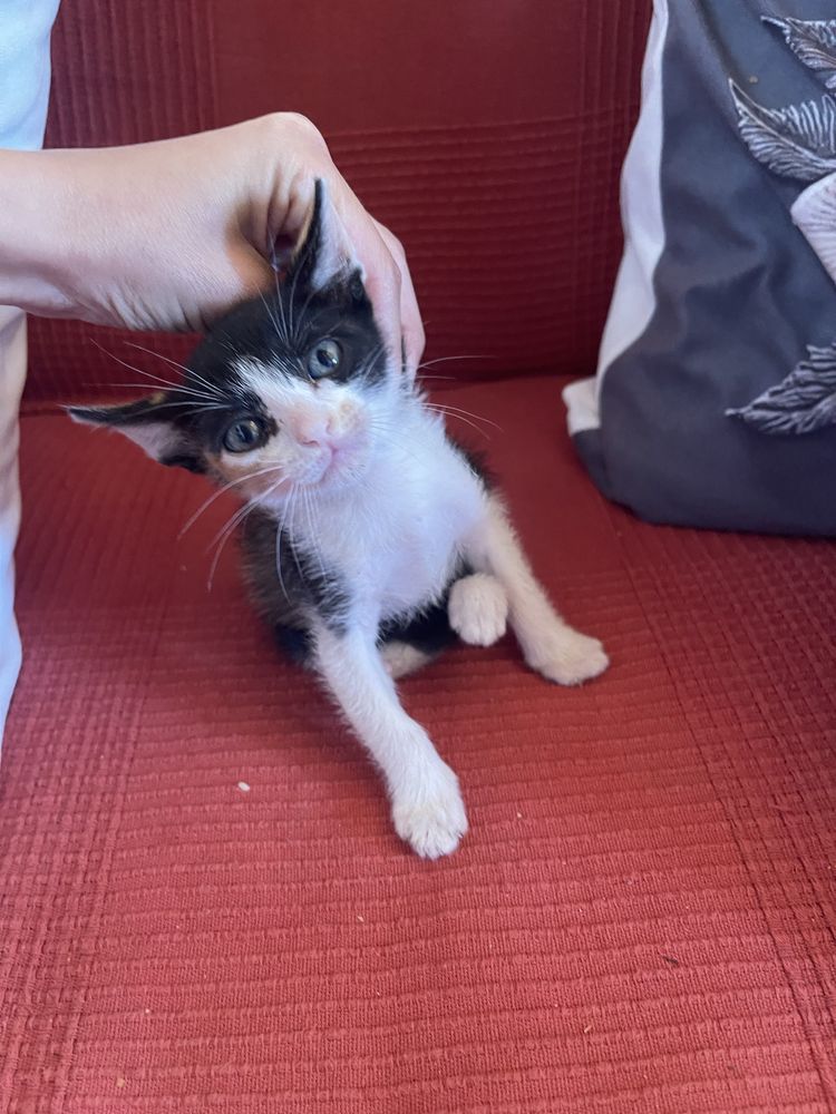 Gatinhas para adoção