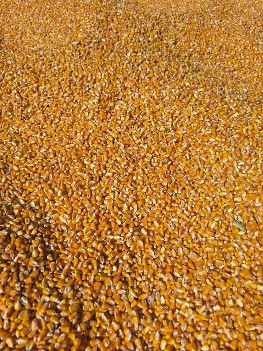 Продам кукурудза 2025рік Суха