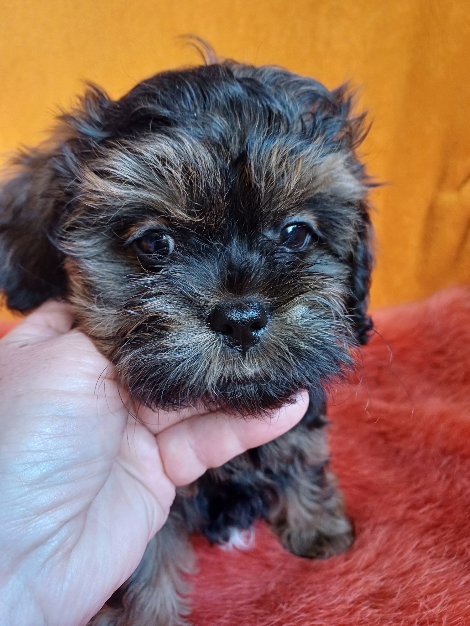 SHIHPOO gotowy do odbioru