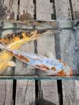 Karp koi duży 40 cm