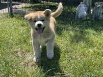 Akita Inu - Piękny czerwony piesek  !6 Lipca gotowe do zmiany domu!