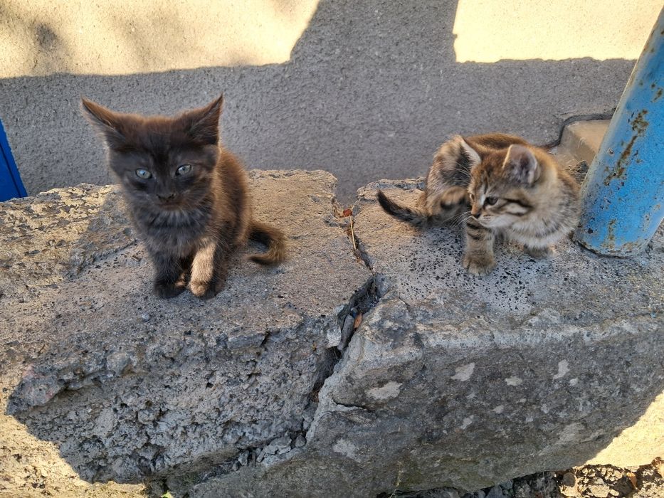 Кошенята безкоштовно