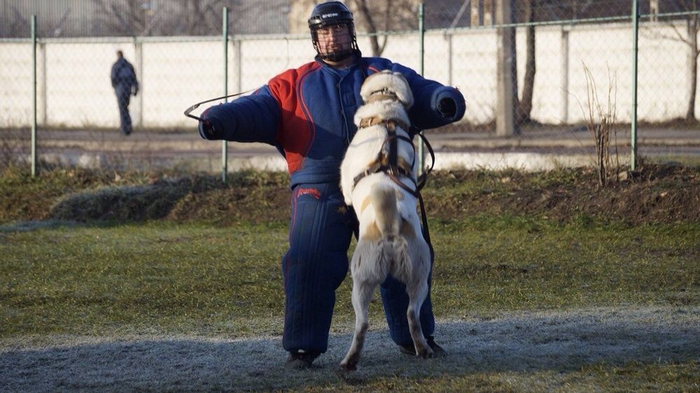 Охрана Защита Послушание Дрессировка собак Киев Кинолог инструктор