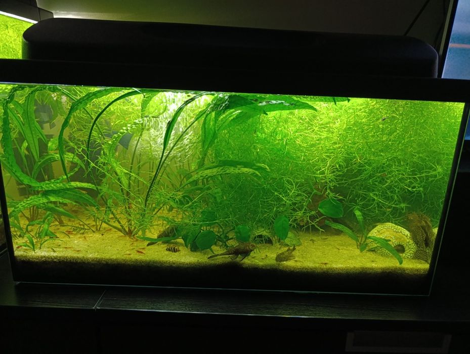 Akwarium 54l z pokrywą i oświetleniem LED