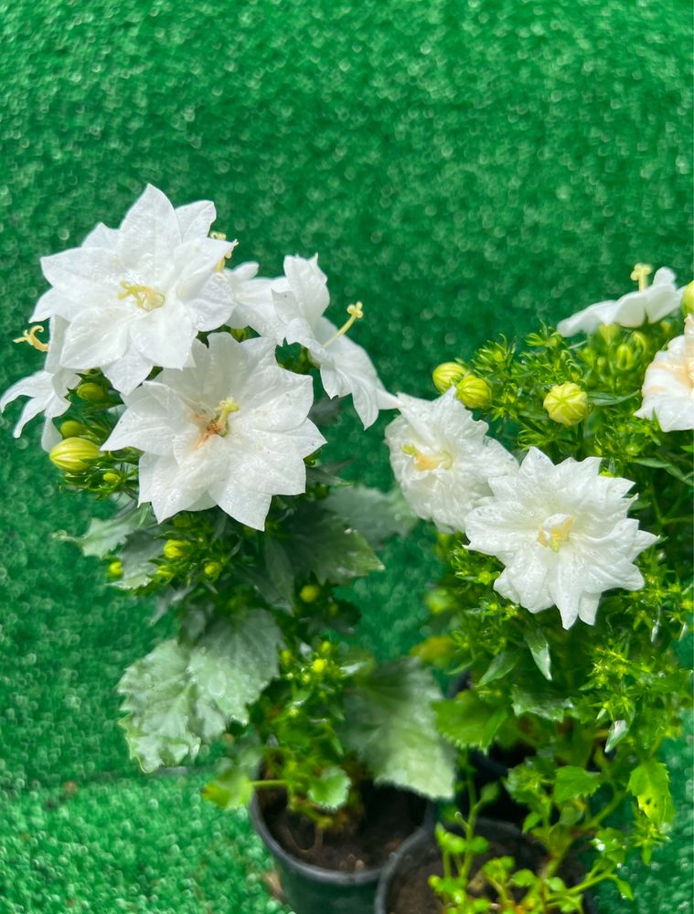 Гарно вкорінені живці, кампанула Dublin White
