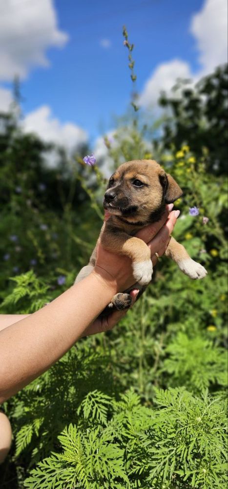 Цуценятко в добрі руки