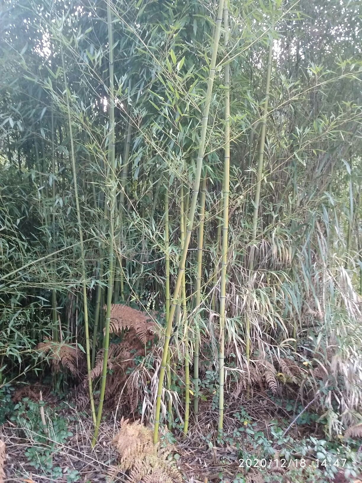 Vendo canas da india  ( bambu )