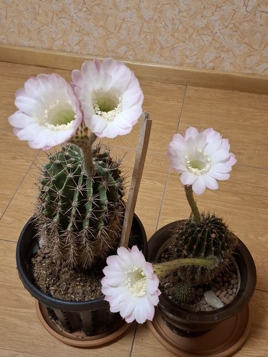 Кактусы -постоянно цветущие.
