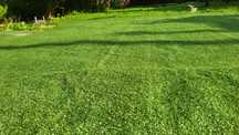Sztuczna trawa 2,50 x 3,20 m 7mm w rolce
