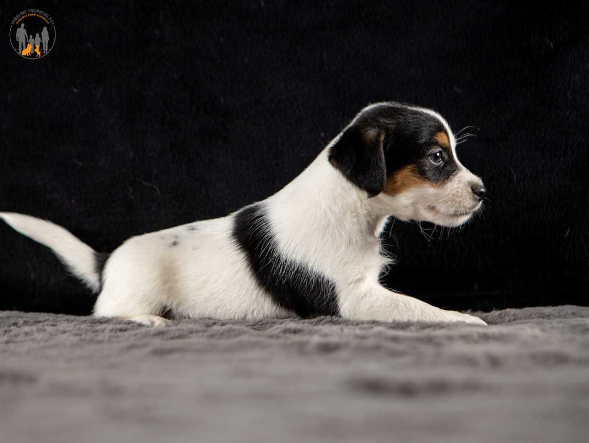 Jack Russell Terrier ZKwP FCI  suczka