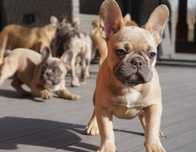 Buldog francuski