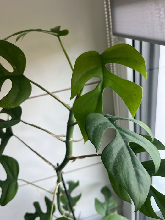 Rhaphidophora tetrasperma, Monstera 'Minima', filodendron 'Minima'