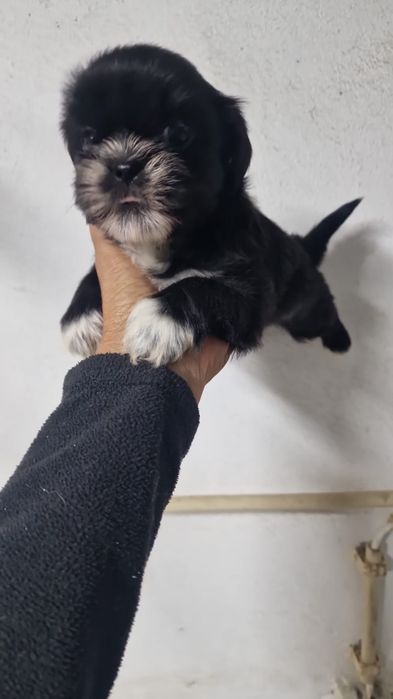 Shih tzu fêmea pura