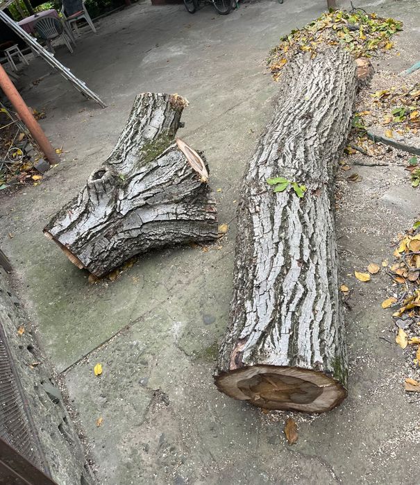 Продам стовбур і верхушку грецького горіха (канадський сорт)