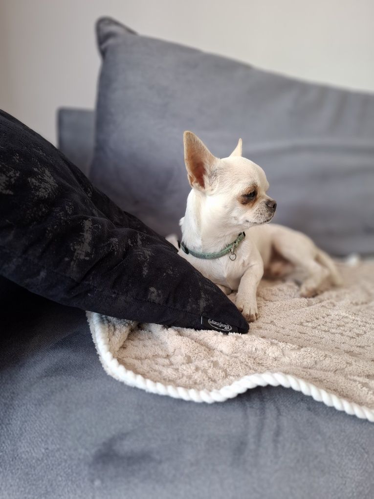 Pocieszny piesek chihuahua