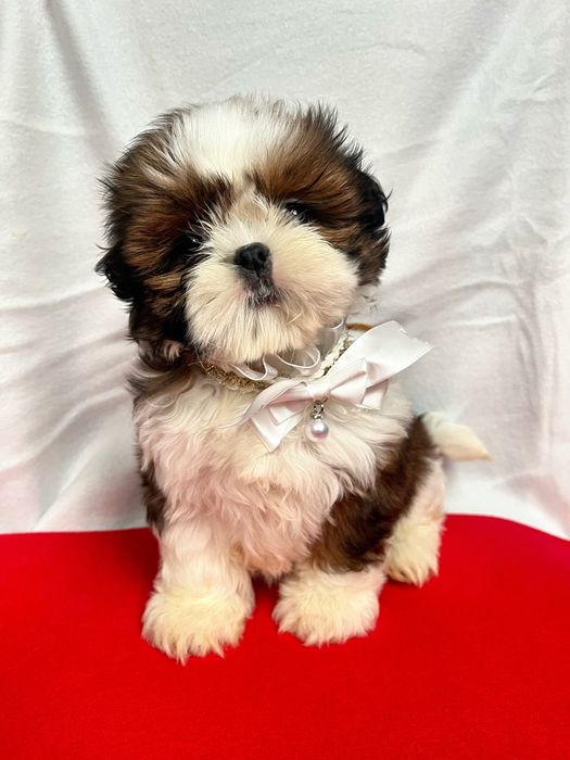 Shih-tzu sunia z rodowodem