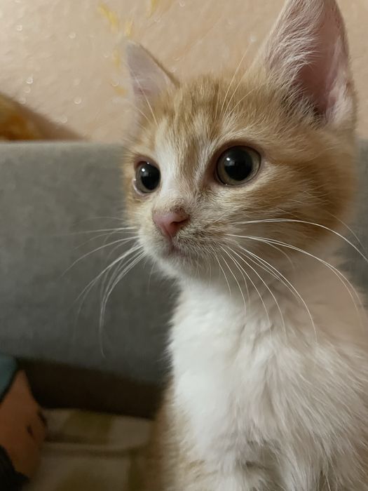 Котенок девочка