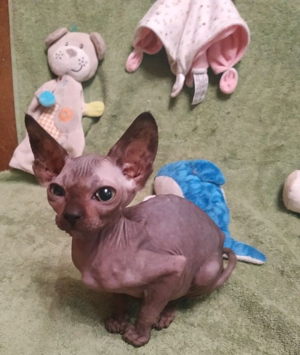 Канадський сфінкс (киці)