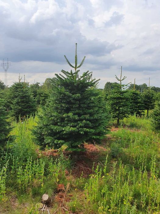 Jodła Kaukaska cięta lub w donicy 200 - 250 cm Premium / TuChoinki.pl