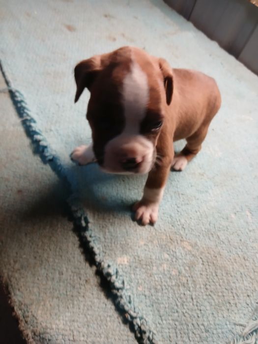 Boxer macho camurça