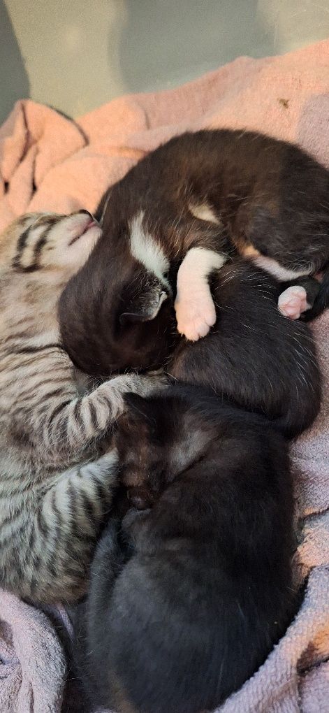 Estou a doar 4 gatinhos pequeninos