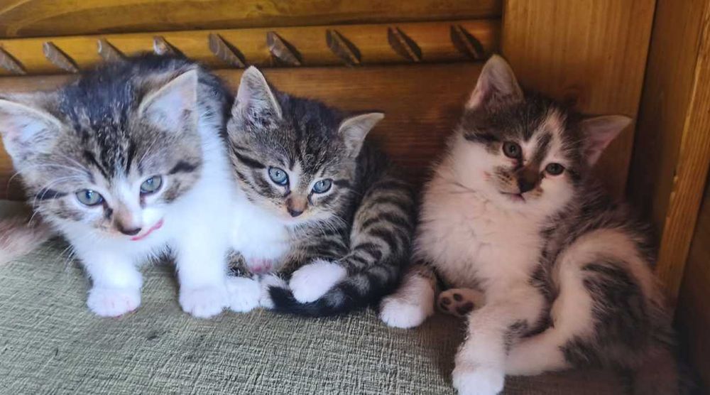 Oddam w dobre ręce kociaki