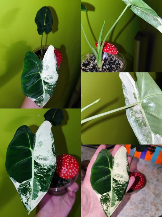 Алоказія Фрайдек  Мішольца  Frydek variegata