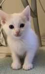 Котик котенок котята хлопчик