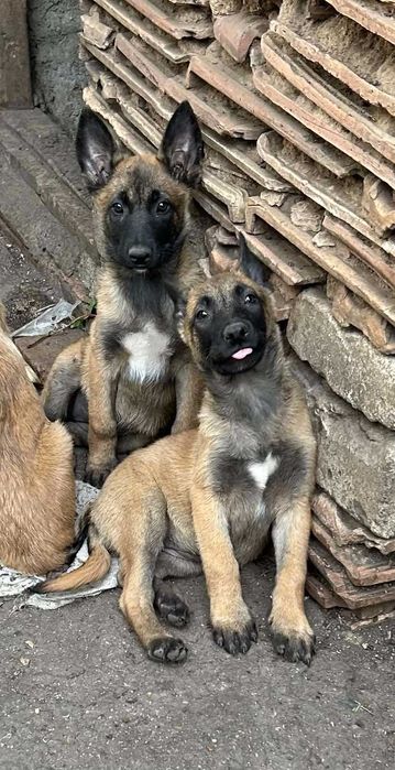 Бельгійська вівчарка малінуа.