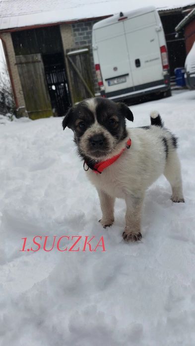 Oddam pieski za darmo