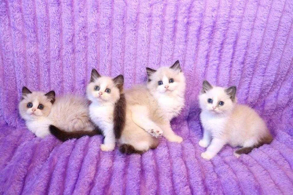 С яркими синими глазами котята породы РЭГДОЛЛ/Ragdoll