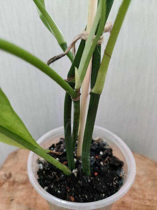 Епіпремнум Sebi blue,Дріміопсіс Kirkii,Калатея Лубберса.