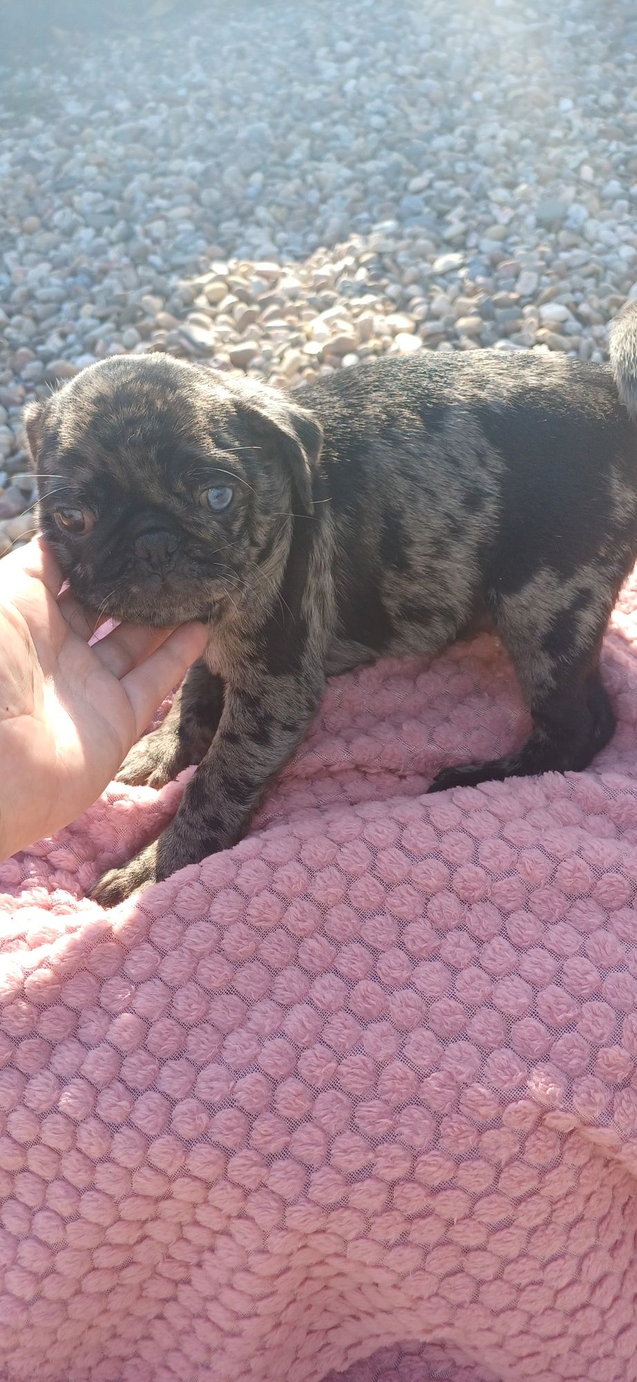Pug merle FÊMEA olho azul