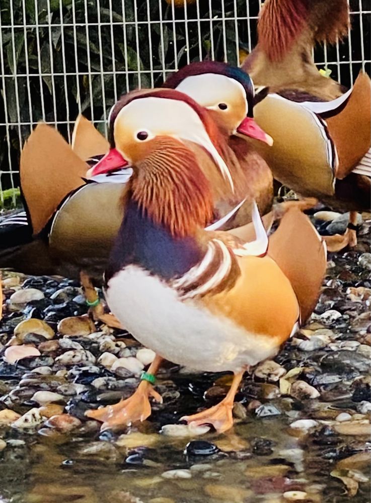 Patos ornamentais/mandarim/ carolino.