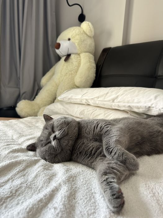 Чудесные прямоухие шотландские котята