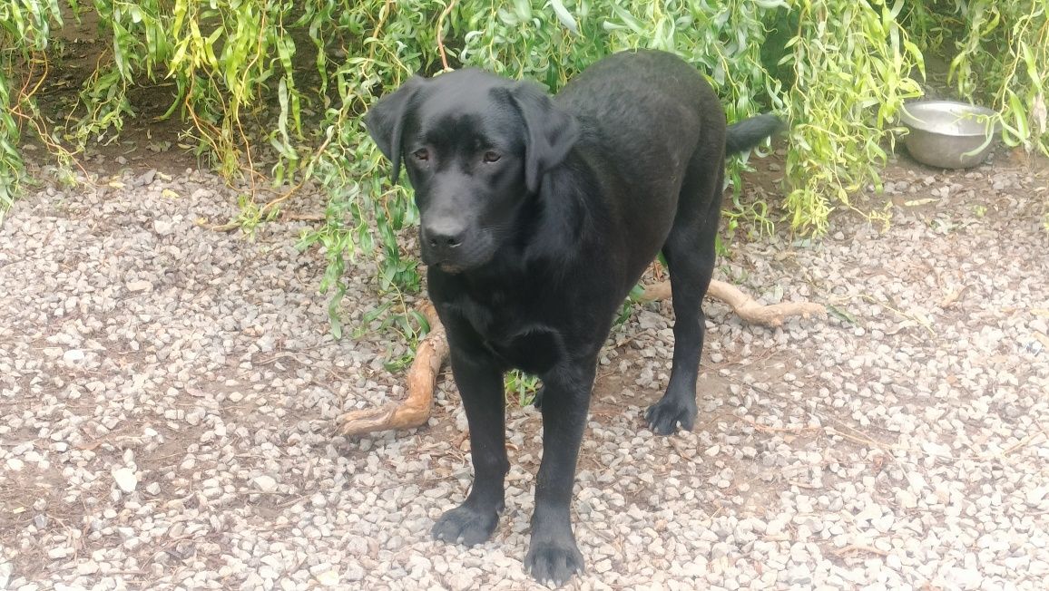 Labrador retriever