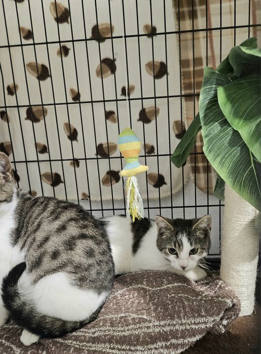 Kotki do adopcji, kot, kociak, kotek