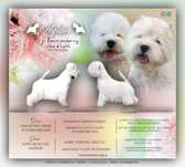 West Highland White Terrier - piesek ZKWP / FCI
