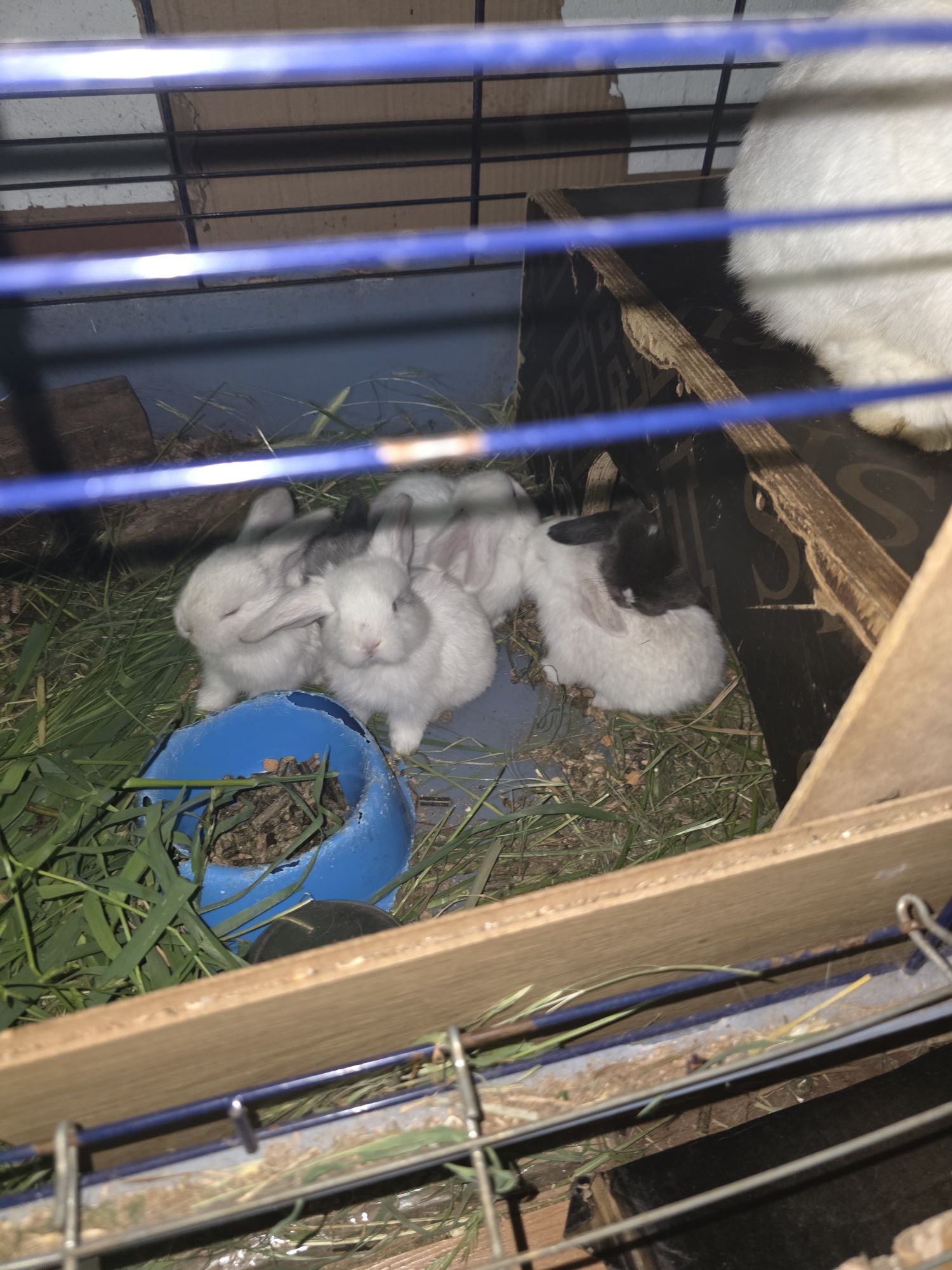 coelhos mini lop