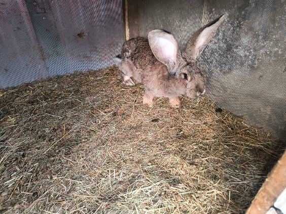 Samica olbrzym belgijski