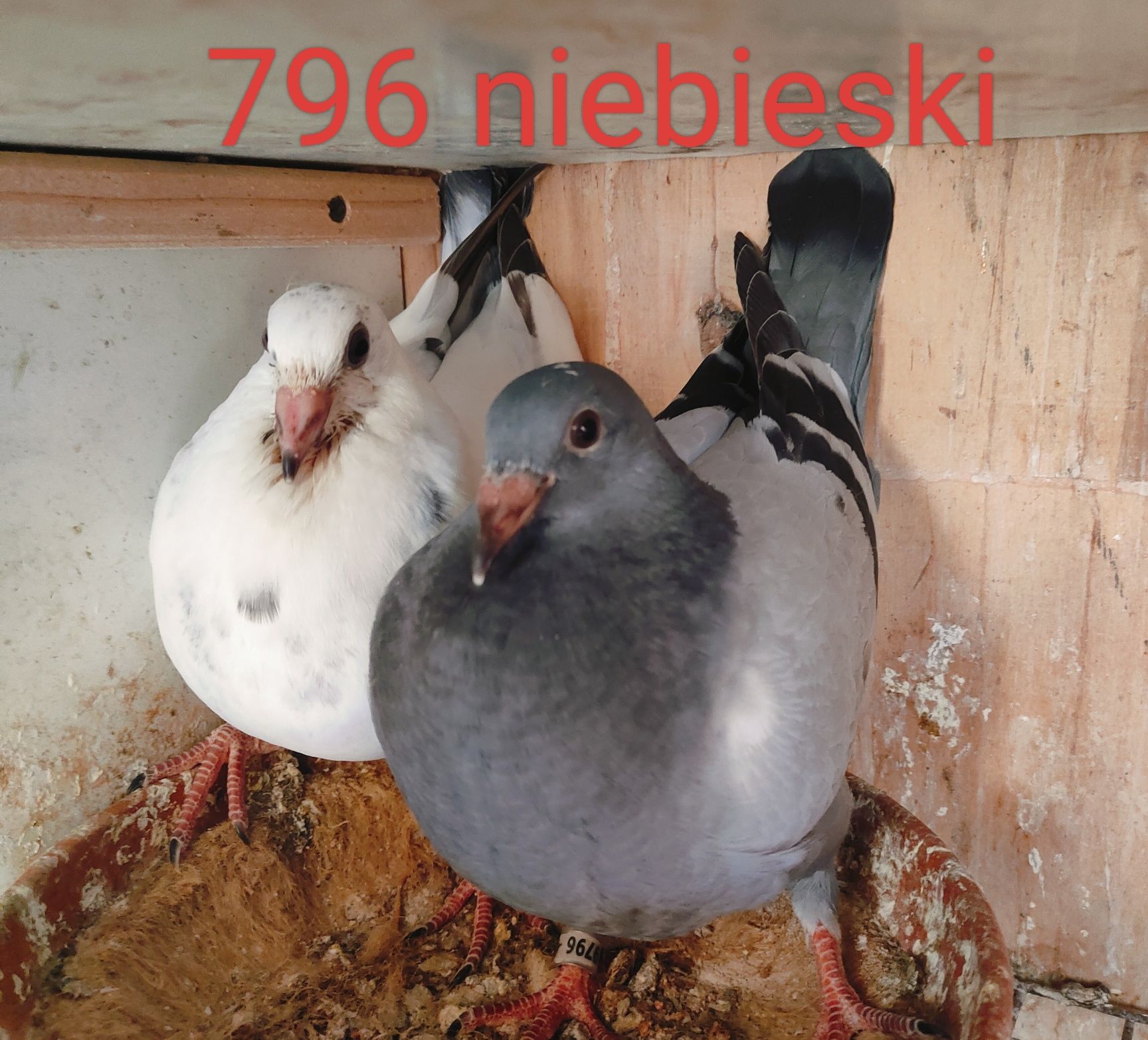 Młode gołębie pocztowe 50% Jos Thone, 100%  Jos Thone