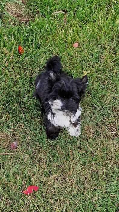 *Micro* chłopczyk IDEALNY Yorkshire Terrier