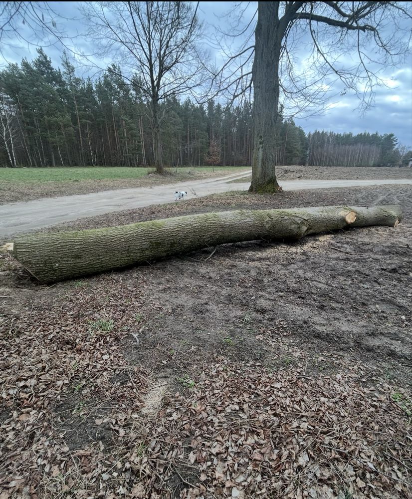 Drzewo lipa kłoda