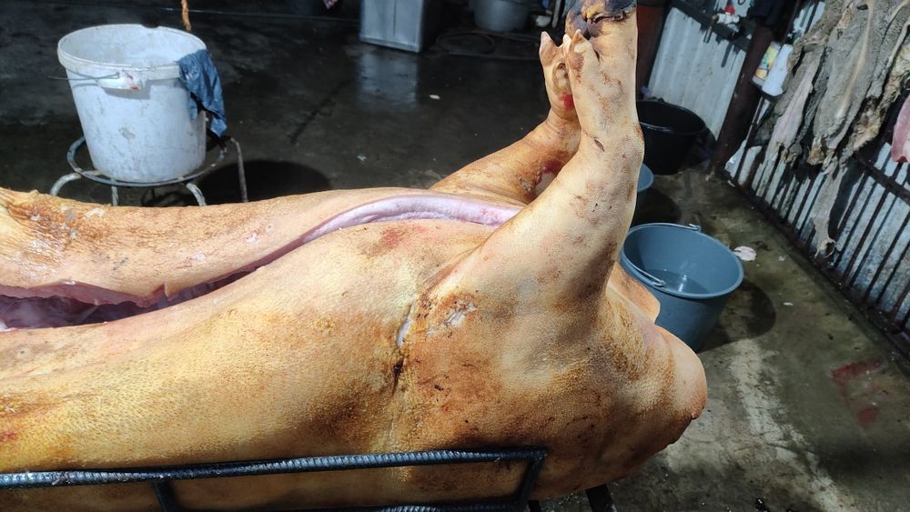 Свини полутушки домошние