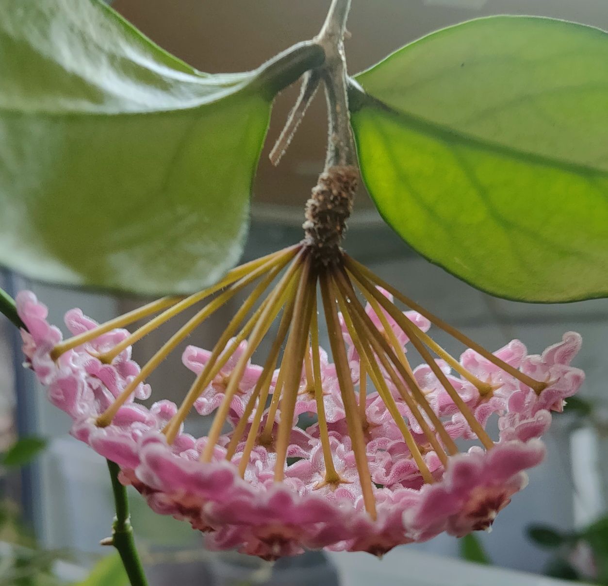 Hoya pubicalyx x fungii ukorzeniona pachnie